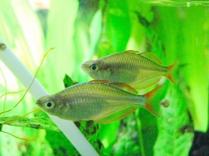 電光美人魚吃什麼 要注意科學的喂食方法