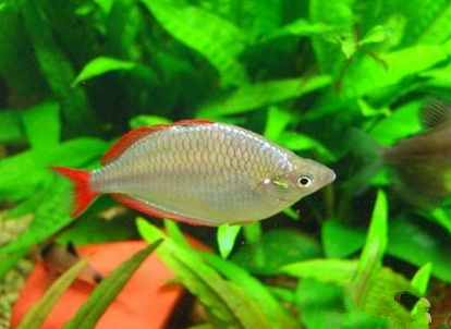 電光美人魚怎麼繁殖 水溫27-28攝氏度