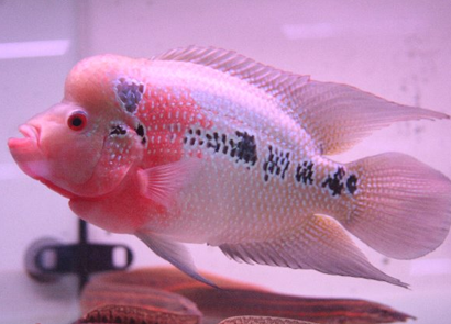 花羅漢吃什麼 該魚對飲食不挑剔