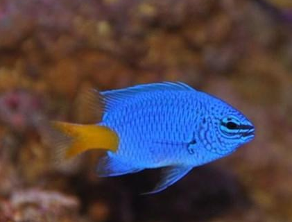 黃尾藍魔鬼吃什麼 該魚對食物要求不苛刻