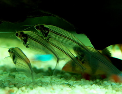 玻璃貓吃什麼 該魚喜歡吃活餌料