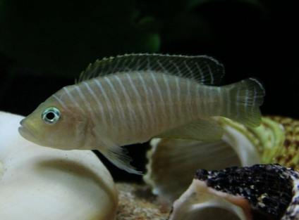 斑馬貝吃什麼 該魚對食物不挑剔