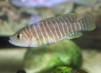 斑馬貝怎麼養 是卷貝中性格最溫順的魚類