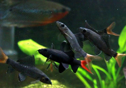 紅尾黑鲨怎麼繁殖 該魚人工繁殖較難