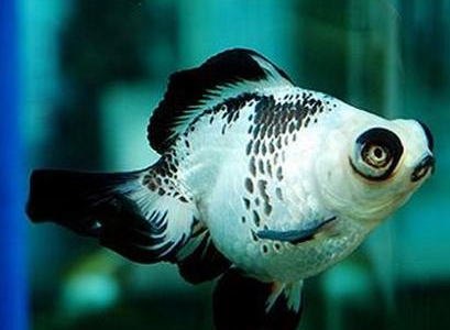 熊貓金魚怎麼養 該魚飼養難度不大