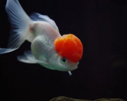 鶴頂紅金魚吃什麼 不要喂劣質金魚飼料