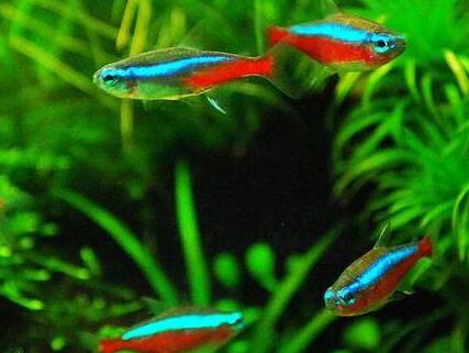 寶蓮燈魚吃什麼 喂養時需要合理搭配