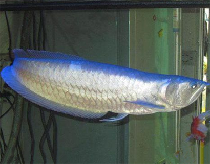 黑龍魚吃什麼 以投喂活動的小魚最佳