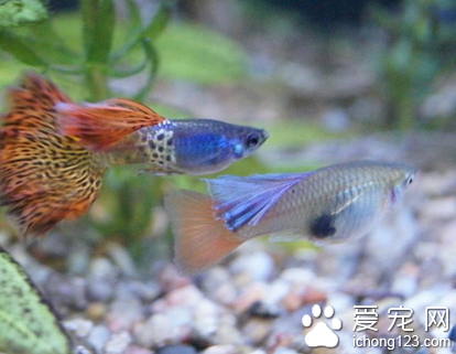 觀賞魚的體色為何豐富多彩 鱗片上有多種色素細胞