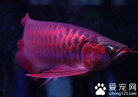 龍魚的品種有哪些 按產地可分為三大類