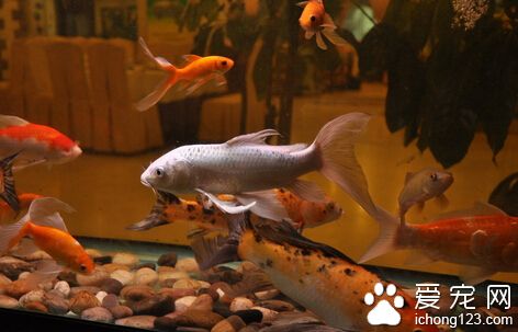 觀賞魚不同發育時期的名稱 不同時期不同名字