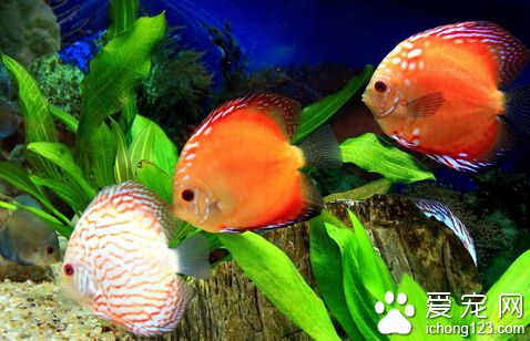 怎麼給金魚起名字 金魚的四種命名法
