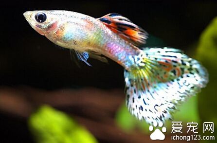 觀賞魚的生物特性 金魚屬於鯉科魚類