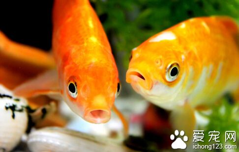 金魚種類有哪些 金魚的四大種類
