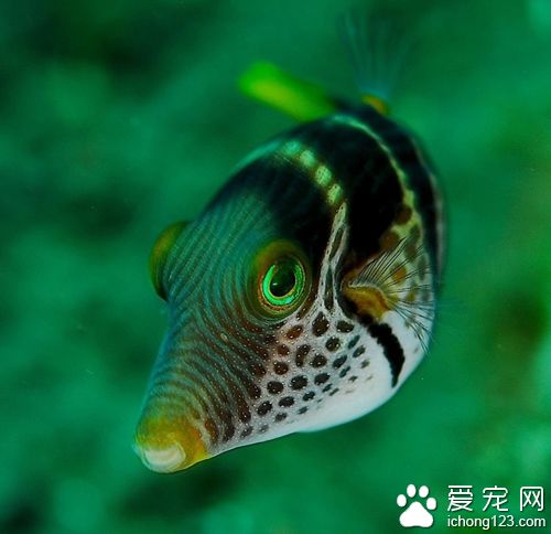 常見海魚的種類圖片 詳細介紹海魚的分類