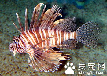 常見海魚的種類圖片 詳細介紹海魚的分類