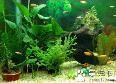 觀賞魚飼養用什麼容器 用得最廣的是水族箱