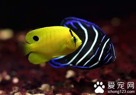 怎麼挑選海水魚 海水魚的選購方法