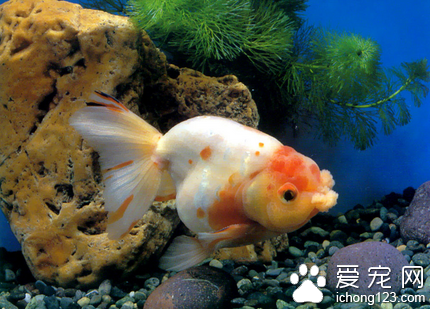 怎樣選購金魚 從9個方面來選購金魚