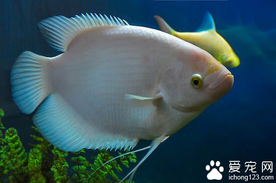 觀賞魚的起源與發展 我國是金魚的起源地