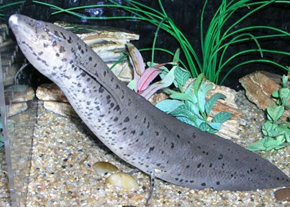 非洲肺魚怎麼養 該魚主要生活於河流中