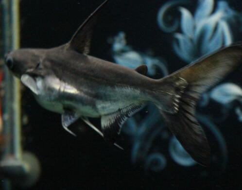成吉思汗魚能混養嗎 該魚性情較凶猛