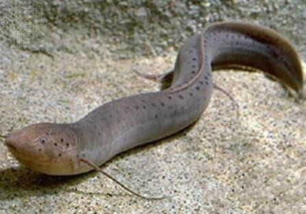 非洲肺魚吃什麼 該魚屬於肉食性魚類