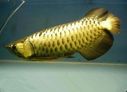 過背金龍怎麼養 該魚屬於肉食性動物