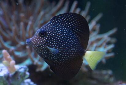 珍珠吊怎麼養 該魚具很強的領域性