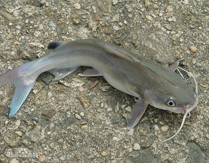 鲶魚怎麼養 該魚對環境的適應能力較強