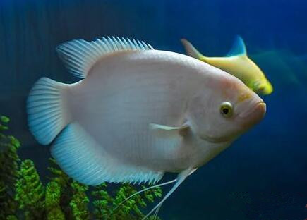 魚吃什麼飼料 魚品種不同對食物要求不同