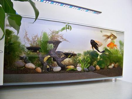 家裡養魚有什麼講究 7條風水原則不得不知