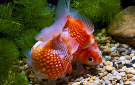 怎麼養魚不容易死 保持水質清純至關重要