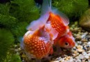 怎麼養魚不容易死 保持水質清純至關重要