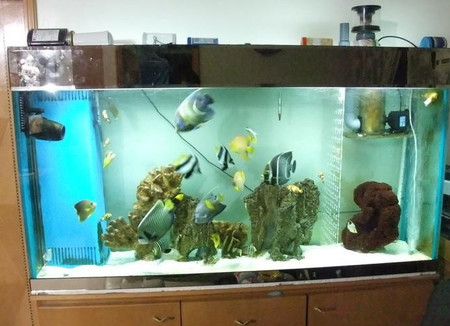 魚缸養魚的方法 從10個方面布置好魚缸