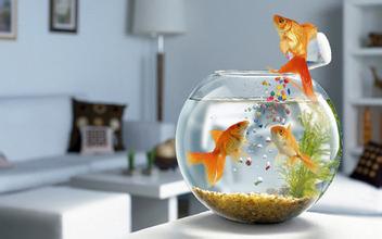 小魚缸養魚的方法 小魚缸要注意放養密度
