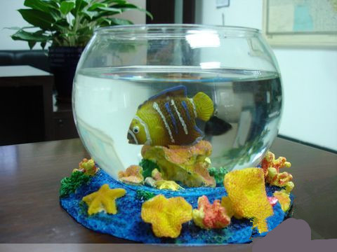 新魚缸怎樣養魚 要先給新魚缸消毒殺菌