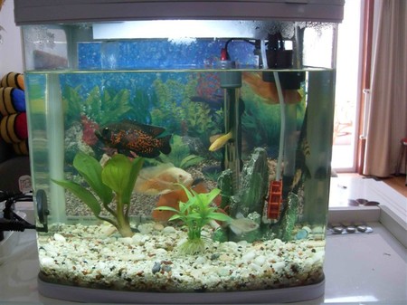 魚缸養魚密度多大合適 太密會影響魚的健康