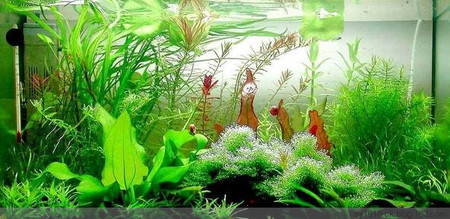魚缸養魚數量 魚缸養魚數量風水技巧有哪些
