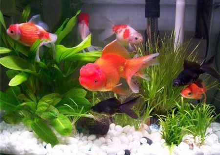 家庭魚缸如何養魚 把魚缸放在玄關位置