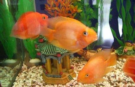 生態魚缸怎麼養魚 最重要的是魚缸水質問題