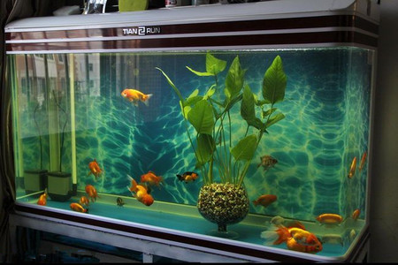 魚缸養魚的技巧 保持水質清純至關重要