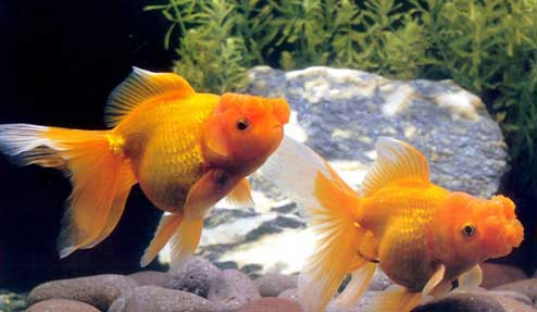 怎樣在魚缸裡養魚 沒有餓死只有撐死的魚