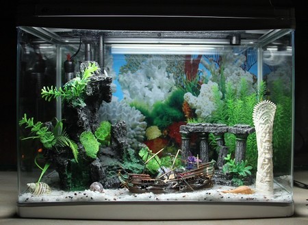 新魚缸如何養魚 要定時換水定時喂食