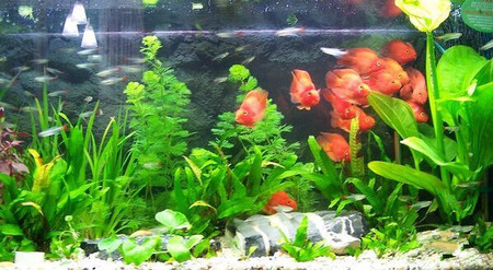 家庭魚缸養魚的方法 預防污染七不要