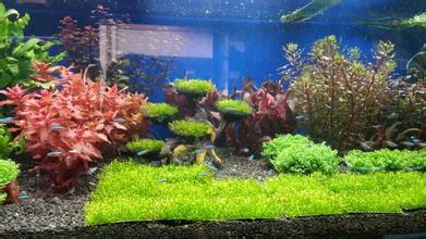 生態魚缸如何養魚 建立起了一個生態循環