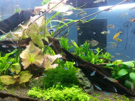 魚缸怎樣養魚好 魚缸的擺放位置風水禁忌