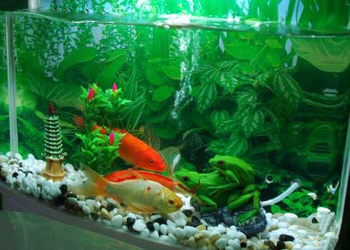 如何在魚缸裡養魚 室內選透明的玻璃魚缸