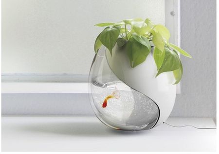 小魚缸如何養魚 做到細心耐心用心