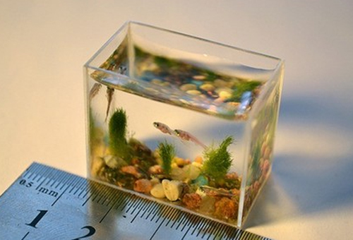 迷你魚缸怎麼養魚 水質的清澈是前提